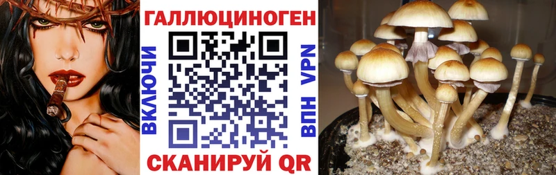 Псилоцибиновые грибы GOLDEN TEACHER купить наркоту Черкесск